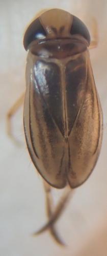 Réf. 272 868 : Cymatia coleoptrata